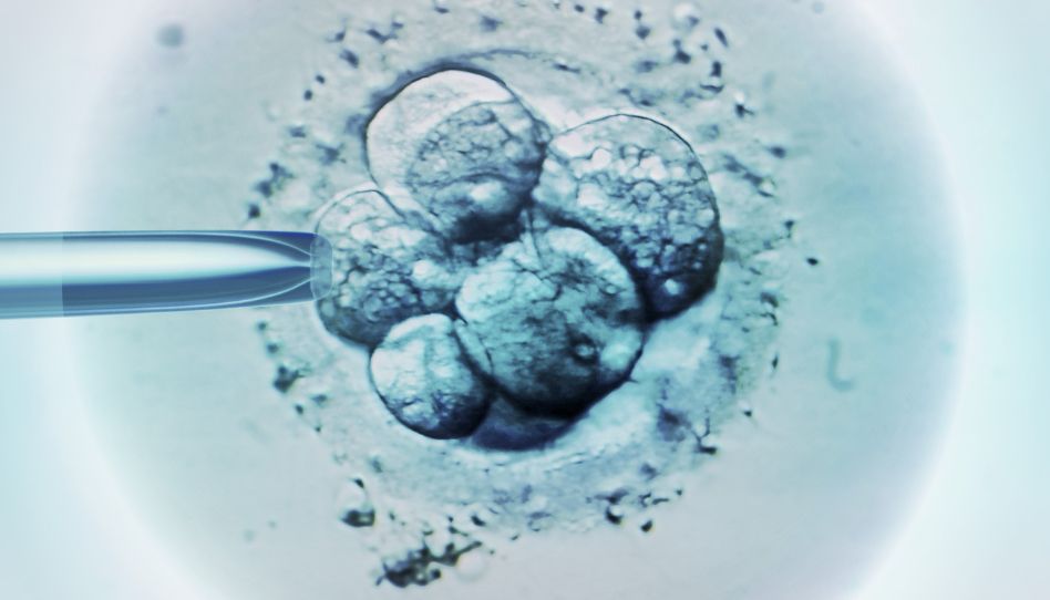embriones 